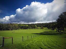 Paddock of green grass early spring in enclosures like this we would let the animals graze all day long in springtime.
