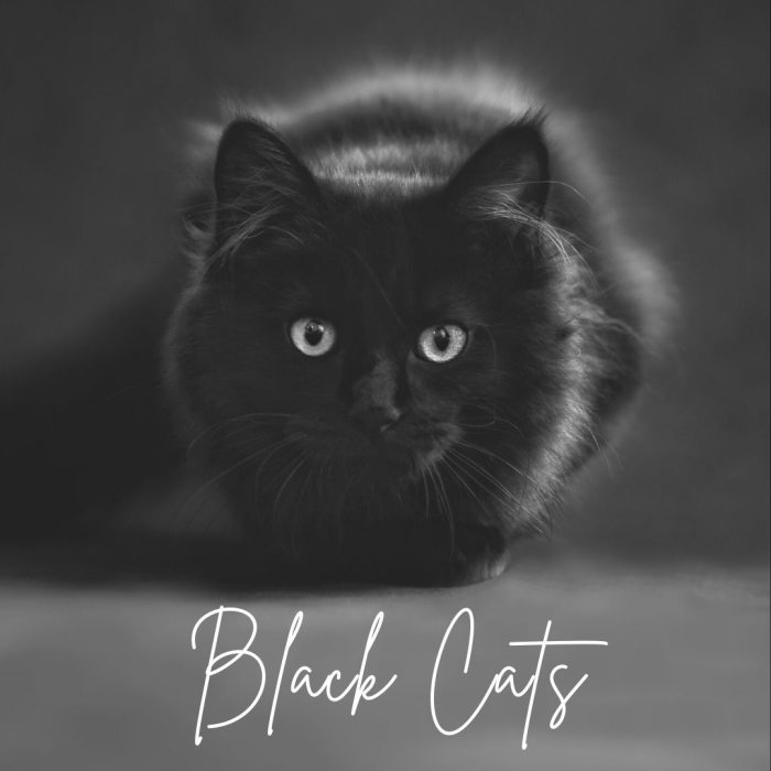 Black cats, throughout the ages, have symbolized the darker nature of humanity. Often seen as a companion of witches and practitioners of the occult, they were vilified and subjected to mass extermination.