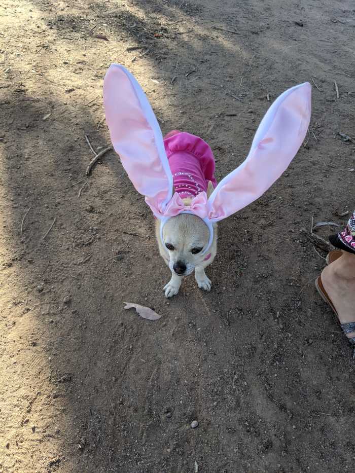 Not having a pet rabbit we had to draft our dog, Chika, into filling in as our Easter Bunny