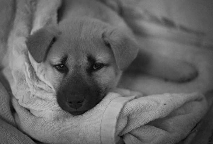 Provide your puppy with a comfy and quiet setting that encourages nap time.