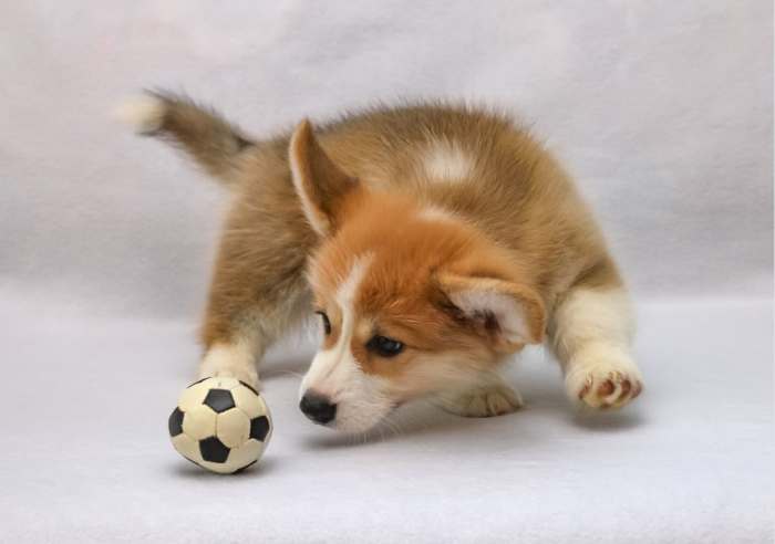 Some puppies seem to have no "off" button!
