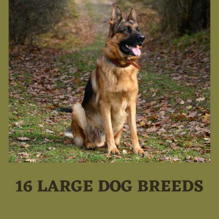 There are many types of big dogs, but they have different temperaments. Find out more about how they differ from each other.