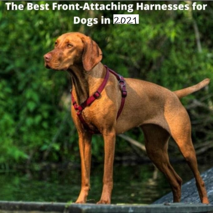 Front-clip harnesses can aid dog owners during training. Bryon Realey, CC-BY-2.0 via Wikimedia Commons
