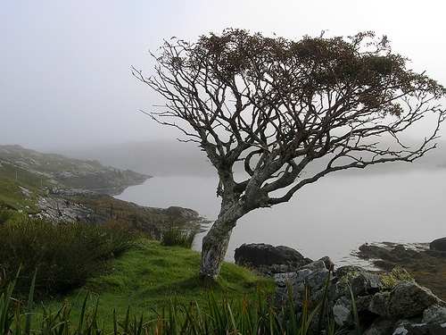 A lone rowan tree. gnarled and blown by strong winds grows high above the banks of a cursed lake - see Findabair's story (left)
