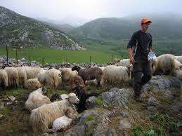 One shepherd with a small flock of sheep, these might be the first people that were living in the caves, and later on moved to live in the town