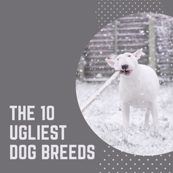 The Top 10 Ugliest Dog Breeds in the World PetHelpful