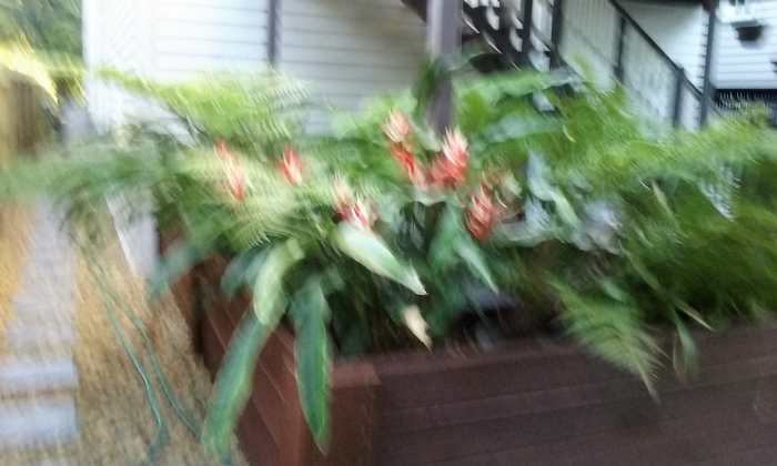 This is part of the back garden of the house, the actual plant is in the flower box, we thing it is pretty.