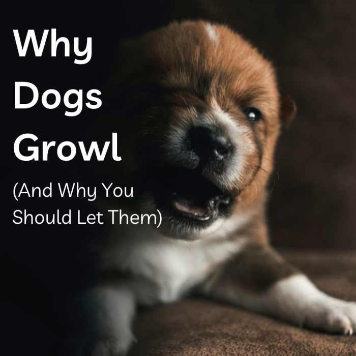 Dog owners often do not realize that reprimanding a dog for growling is like telling the dog ''Do not bother to warn you are about to bite next time, just do it.''