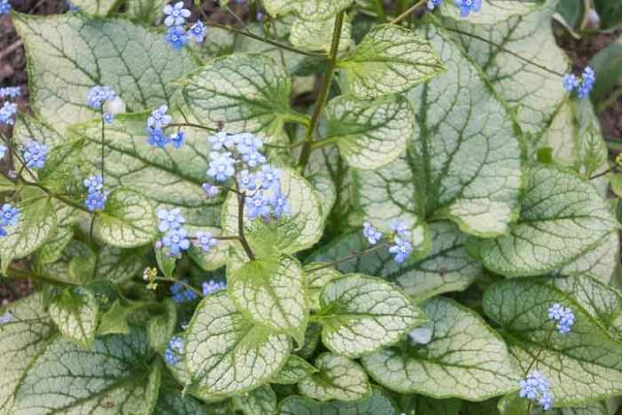 Brunnera is one of the most desirable plants for a shade garden because it blooms and grows. The attractive, shiny foliage of the artificial forget-me-not, also known as bogus forget-me-not, is complemented by the petite blooms. The brunnera that is