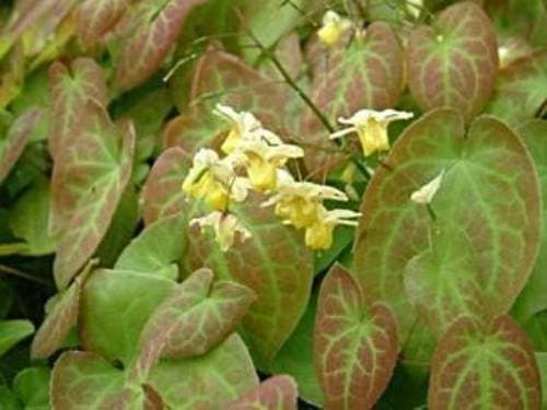 Plants were renowned for their medicinal use until epimediums became common as garden plants. The common name for this plant is barrenwort. Bishop's hat is also a popular term for the flowers, which resemble a clergyman's miter.