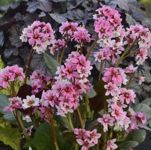 Bergenia plants (Bergenia cordifolia) have long enchanted gardeners with their big glossy leaves and pert springtime flowers, including the unflattering nickname pig squeak. The name derives from the sound made as the leaves are rubbing together.