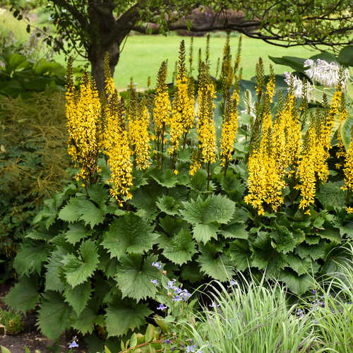Above everything, stem and stamen. With its vivid mustard yellow flower spikes in the summer, this vigorous grower will make a statement in your shade yard. A dense clump of broad, heavy, serrated leaves forms.