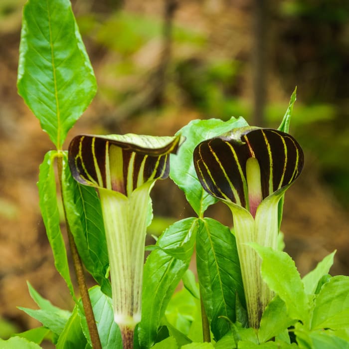 Shade, plenty of water, and nutrients are all necessities for Jack-in-the-pulpit. It is not difficult to grow the plant once these flowers have been produced.