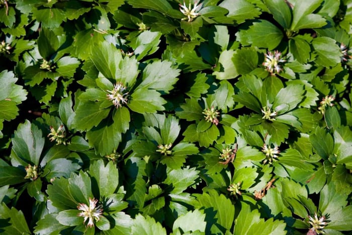 The shiny Japanese pachysandra. This perennial evergreen thrives in deep or light shade. It adapts readily to island beds with shrubs, dry shade beneath trees.