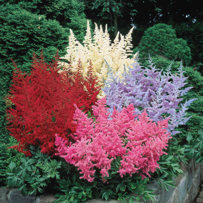 Astilbe is one of our favorite shade perennials because it is the savvy gardener's trick for adding vivid color in low-light areas. White, pink, lavender, and red feathery plumes are carried high over dark green, fernlike foliage.