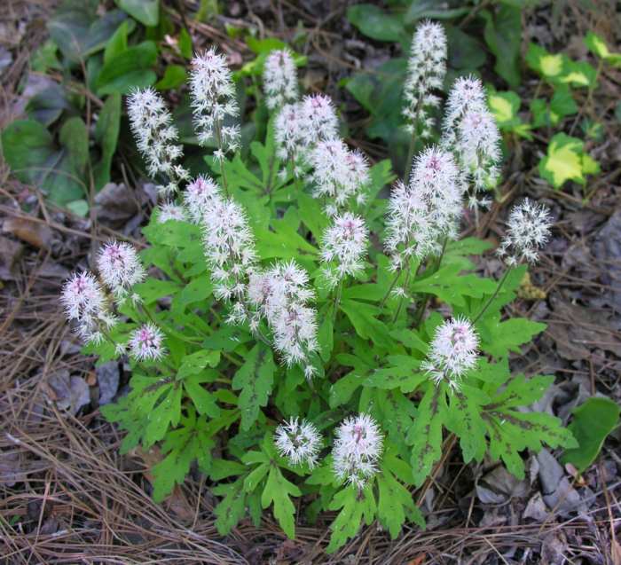 Foamflower (Tiarella cordifolia) is a shade-loving perennial native to the eastern United States and Canada. This small, evergreen, mounding or running groundcover has been in the home landscape.