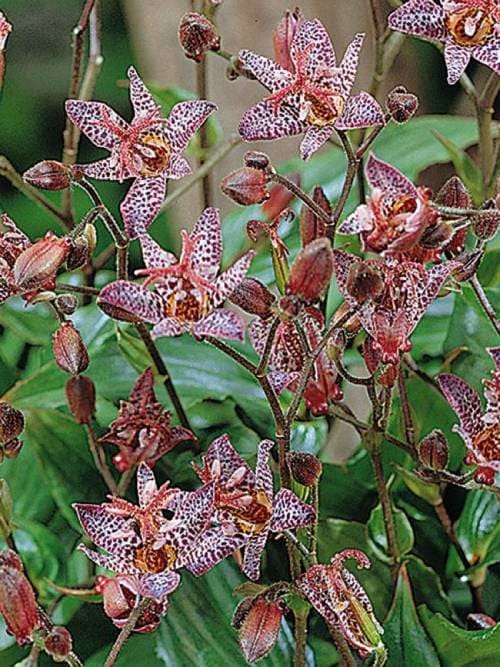 Your shade garden will have an exotic Asian beauty thanks to star-shaped blossoms. The orchid-like petals are almost engulfed in deep purple spotting. Slender spreading clusters of swollen dark burgundy buds exploded into flowers. Astonishing!