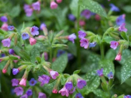 Lungwort plants are cultivated mostly for their unusual leaves, which are green with random white spots and seem to have been sprayed with bleach. The leaves are often covered with a rough, hairy fuzz.