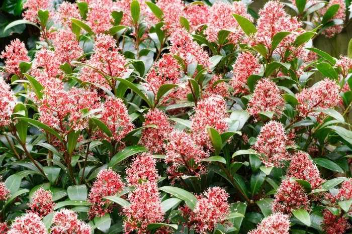 Skimmia thrives in semi-shaded, wooded settings. It's deer-resistant, and the berries are extremely appealing to hungry songbirds. Continue reading to learn more about this fascinating vine.