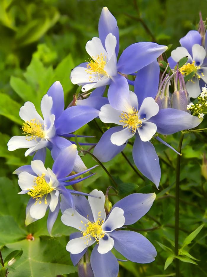 Columbine looks great in beds and borders because of its clumping habit and wide range of colors. Columbine is a perfect filler plant between the early-spring flower bonanza and the main garden season since it blooms in the middle of the season.