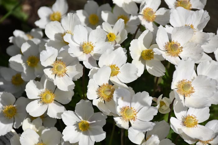 From mid spring to early summer, Windflower produces masses of pretty white daisy flowers with yellow eyes at the ends of the branches, which look best when planted in groups. The fruit isn't particularly attractive.