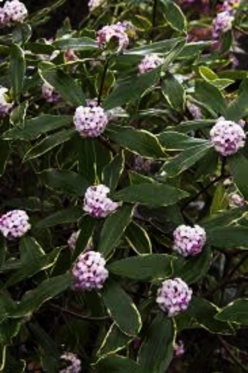 In the winter and early spring, beautiful rosy-pink flower buds open to white, sweetly fragrant flowers. Variegated leaves with a yellow border.