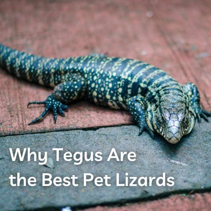 Why the Tegu Is the Best Pet Lizard PetHelpful