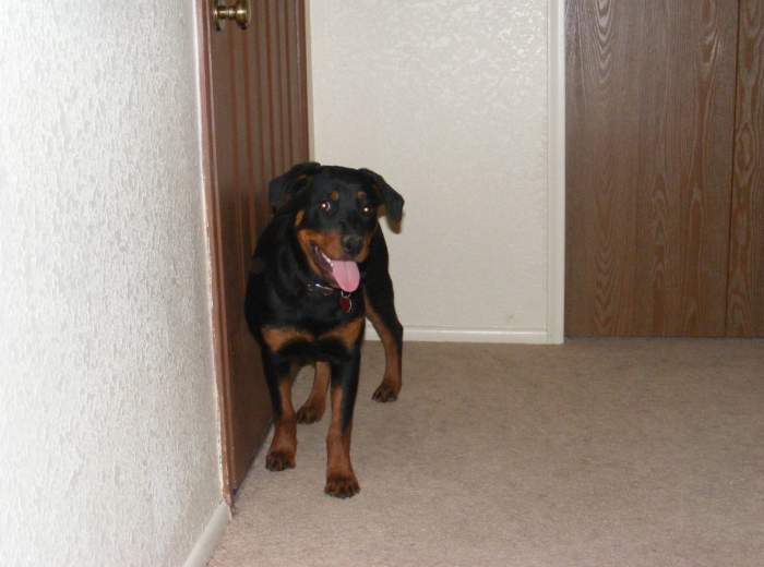 At around 5 months, your puppy should be able to hold it overnight and give you signs of wanting to go outside to potty