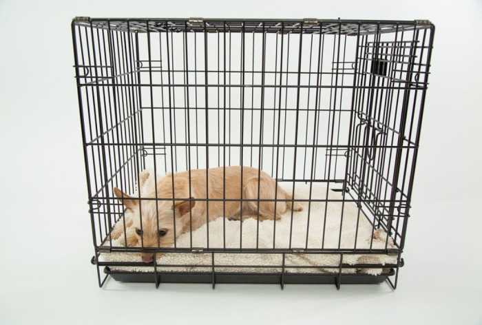 Most young puppies cannot hold their bladder overnight