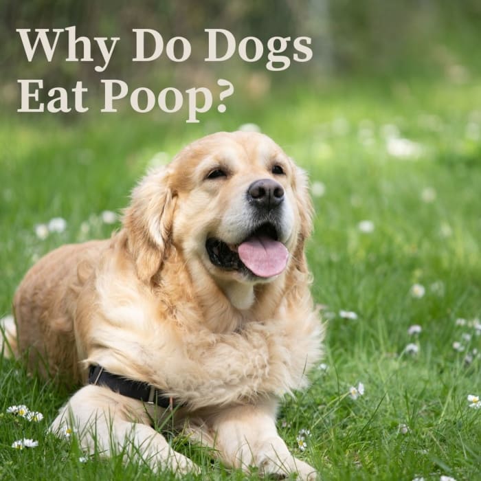 Why Dogs Eat Poop and How to Deal With This Gross Behavior - PetHelpful