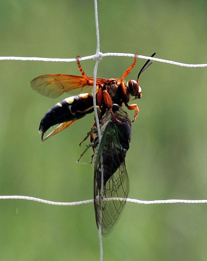 A cicada killer wasp, killing a cicada