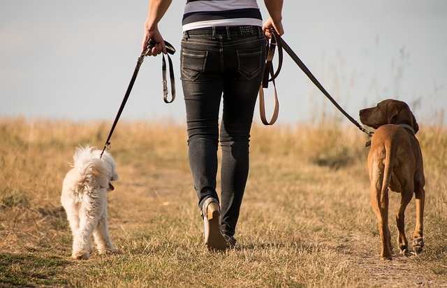 Walking two dogs together requires a good level of training.