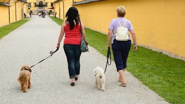 This type of walking can help when your final goal is walking two dogs one on each side.