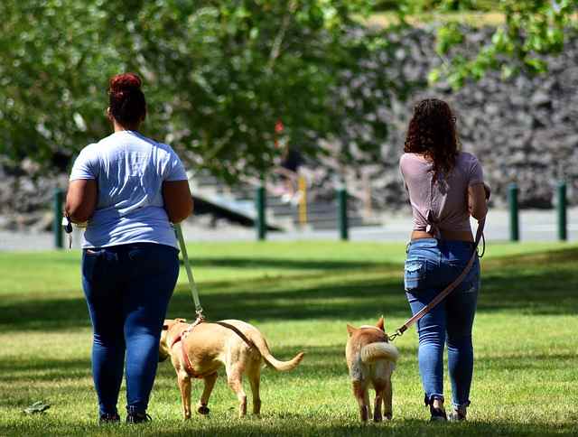 This type of walking can help if your final goal is walking both your dogs on one side.