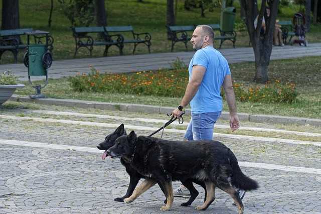 A gentleman walking two dogs on one side using one hand