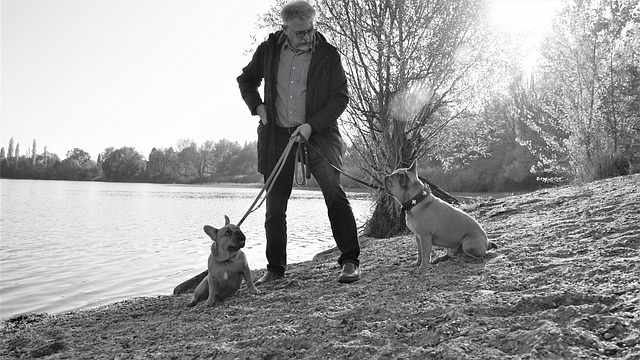 Are you struggling to walk your two dogs together?