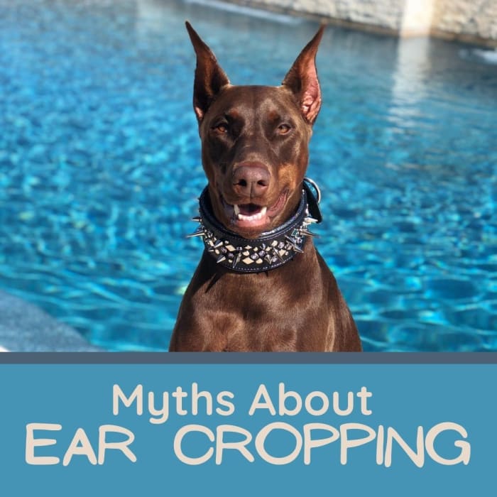 9 Myths About Dog Ear Cropping - PetHelpful