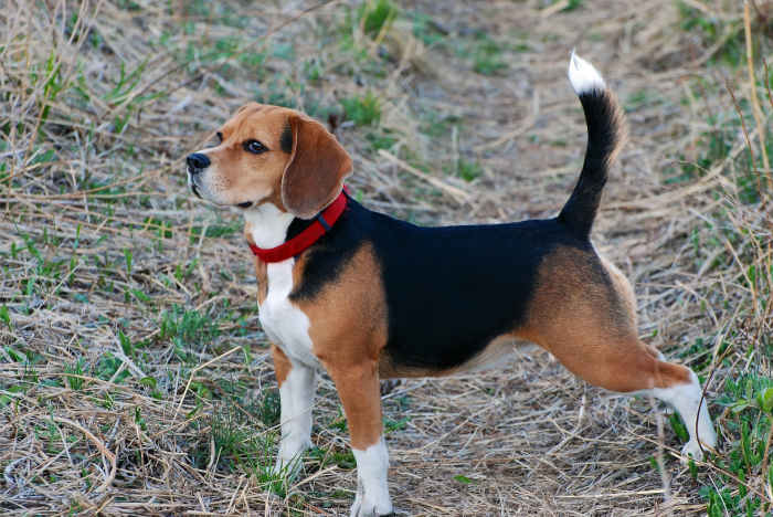 A dog's tail has many functions, such as helping them communicate with other dogs and maintain their balance.