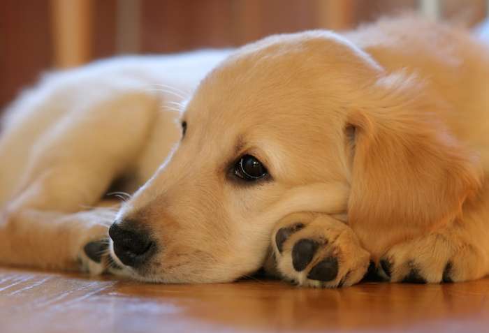 A Golden Retriever puppy looking, well, golden!