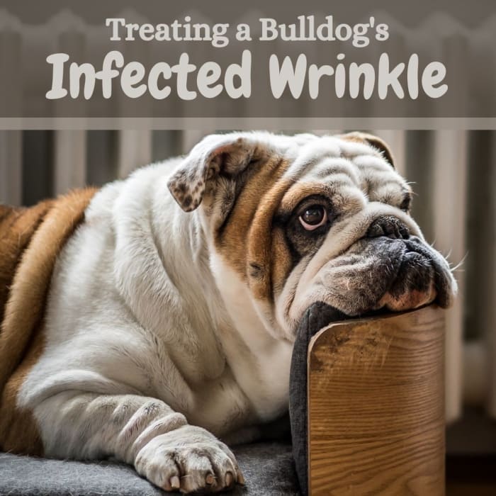 At the first sign of redness, soreness, or bad smell, give your Bulldog a bath, dry them well, and apply antibiotic ointment to the infected area.