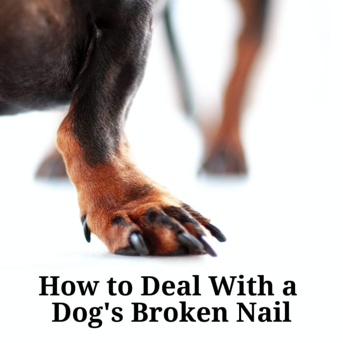 VetApproved Tips for Dealing With a Dog's Broken Nail PetHelpful