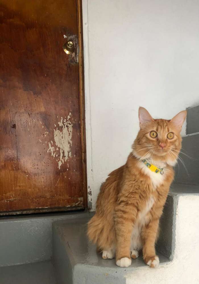 Carajillo is a very active, playful cat. He can come off as aggressive to newcomers into the feline world