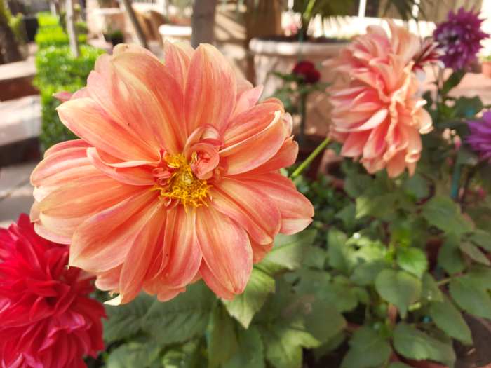 Flowers have only today, but they make the most of it. They spread smiles and happiness, to everyone around them.