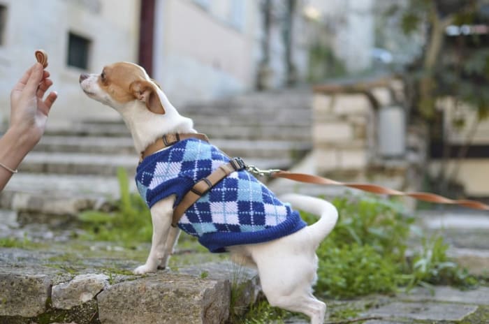 how-to-train-your-small-dogs-with-treats-without-spoiling-his-appetite