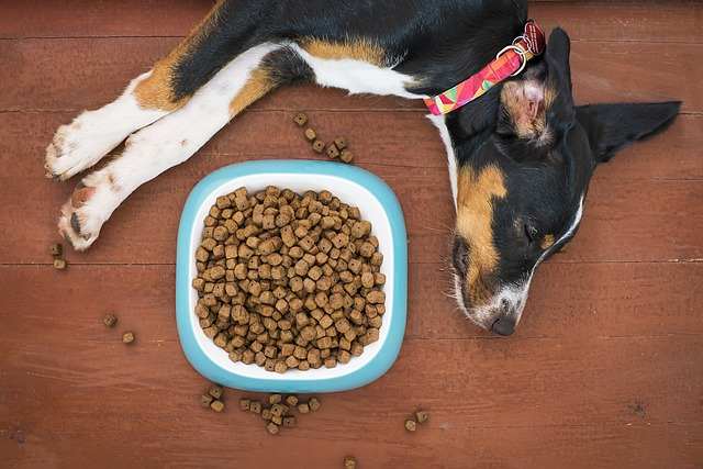 If your dog would rather sleep by his food than eat it, you know something is amiss.