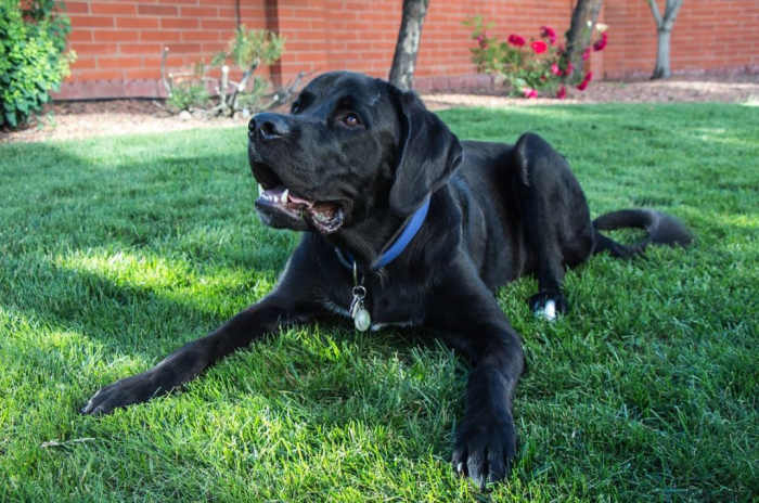 You can train your puppy an alternate behavior to engage in to replace the undesirable one. Make sure to make it highly reinforcing to help your puppy succeed.