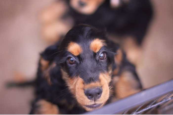 Erecting a baby gate can come handy to prevent your puppy from rehearsing hyper behaviors.