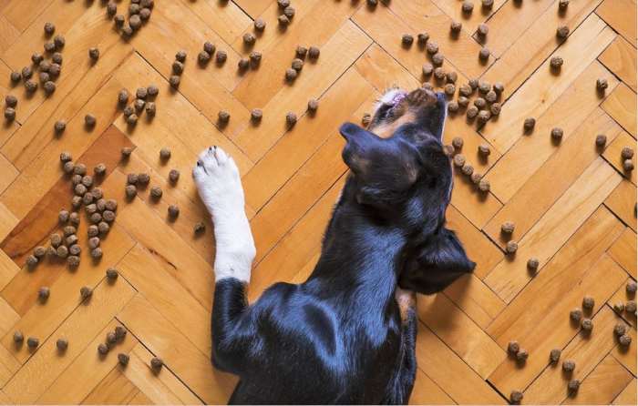 Knowing the pros and cons of free feeding vs scheduled feeding in dogs is important