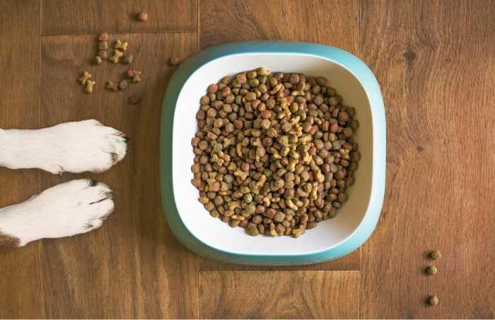 should-you-leave-food-out-for-puppies-and-dogs