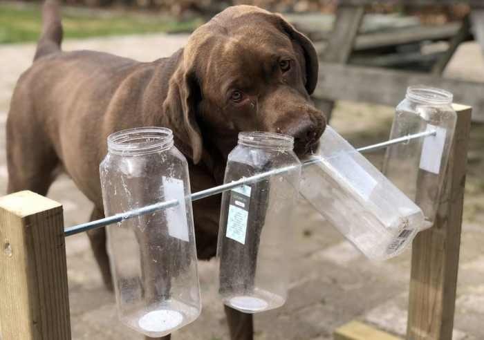 Given the choice, many dogs prefer working for their food.